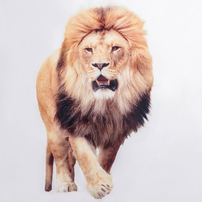 картинка Штора для ванны Доляна «Лев», с люверсами, 180×180 см, полиэстер, 7087781 от магазина АСЯ