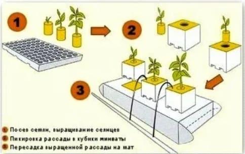 картинка Кубики для рассады SPELAND MID 100 × 100 × 65 мм 20/15-1-0-20 от магазина АСЯ