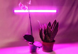 картинка Светильник светодиодный СПБ-Т5-ФИТО 15Вт 230B 870мм для роста растений IN HOME от магазина АСЯ