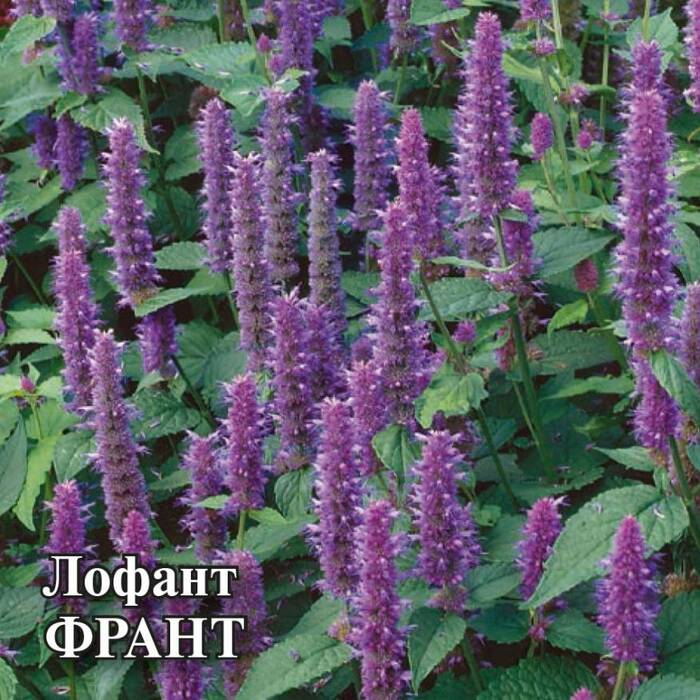 картинка Сидерат Лофант Франт 0,5 кг от магазина АСЯ