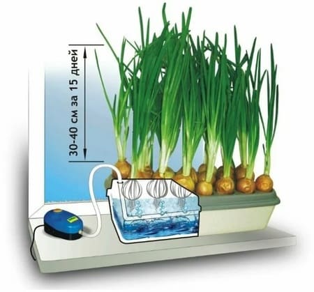 картинка Домашняя гидропонная установка для выращивания лука, ЗДОРОВЬЯ КЛАД ЛУКОВОЕ СЧАСТЬЕ от магазина АСЯ