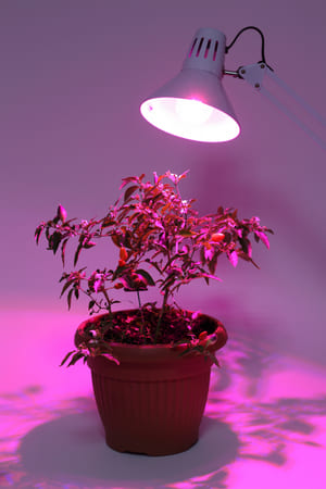 картинка Лампа ЭРА для растений красно-синего спектра FITO-10W-RB-E27-K от магазина АСЯ