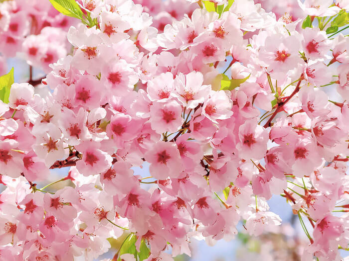 картинка Фотообои Flizelini "Цветение сакуры" на флизелиновой основе, 360х270см, 3013-4F от магазина АСЯ